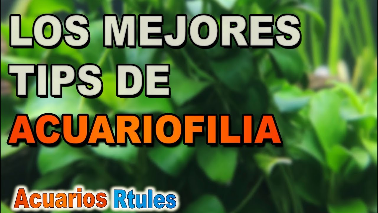 👉 15 cosas que TODO acuarista debe saber 🐠🌱
