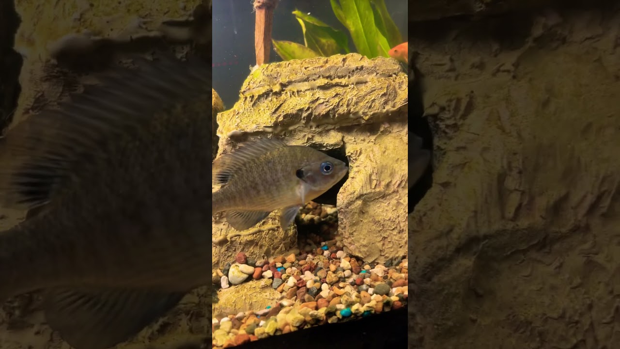 The name of Jesus is power !! ￼Fishers of men bible bluegill in an aquarium ￼￼