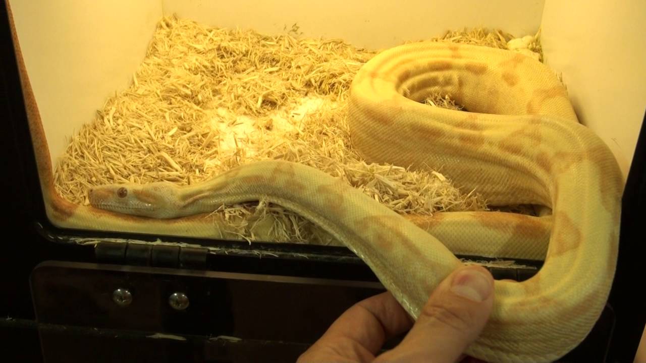 Albino Jungle Boas For Sale. Buy at Big Apple Pet with Same Day Shipping.