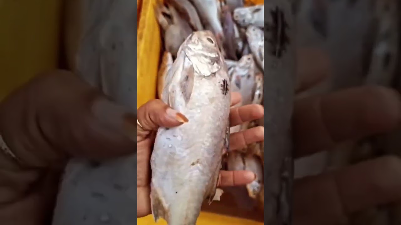 Fish Market Taloja #shorts #trending #fish #fishmarket #taloja #fishing