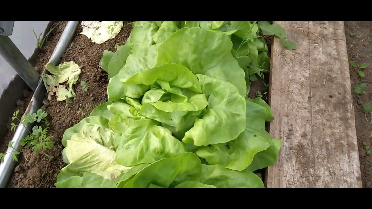 Le jardin évolue,  bienvenue en Bretagne !