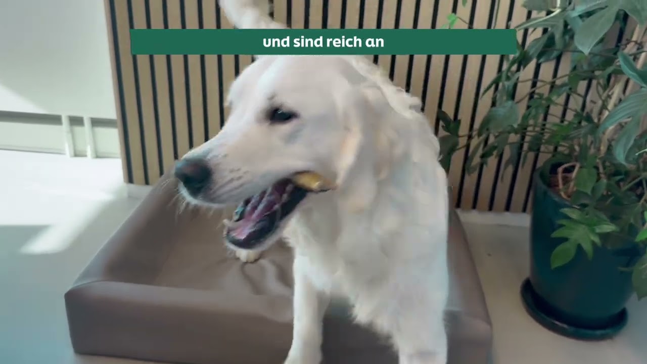 WOOOF Hirsch- & Rinderkopfhaut | Für den echten Kauliebhaber!