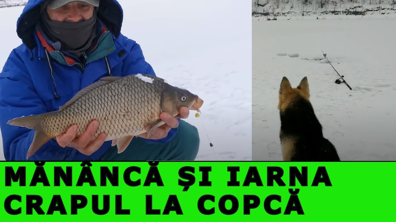 PESCUIT la COPCA cu Method Feeder-Crapi măn&acirc;ncă IARNA