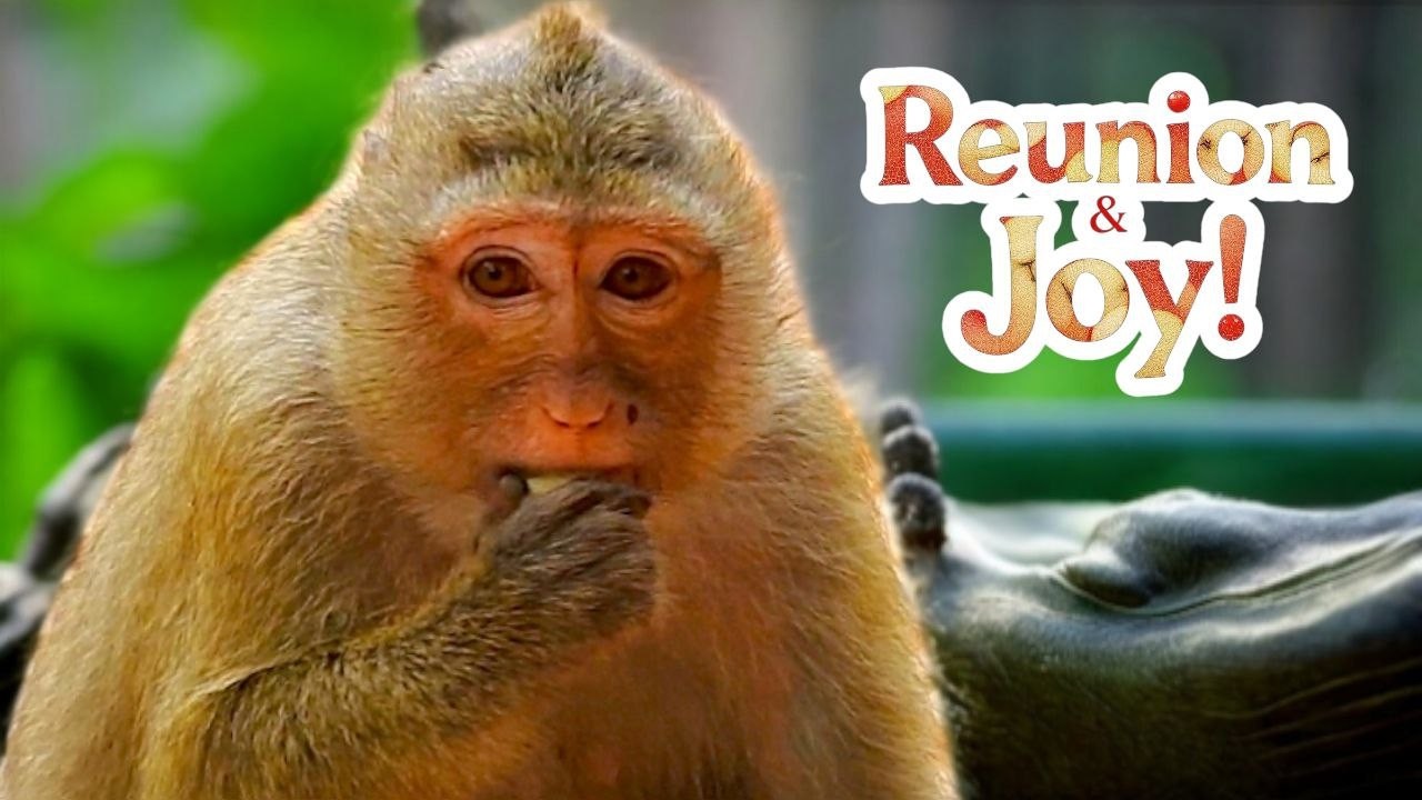 Princess RAINBOW’s Daily Life Adventure | Break Time, Strange Reunion & Apple on the Treetop!