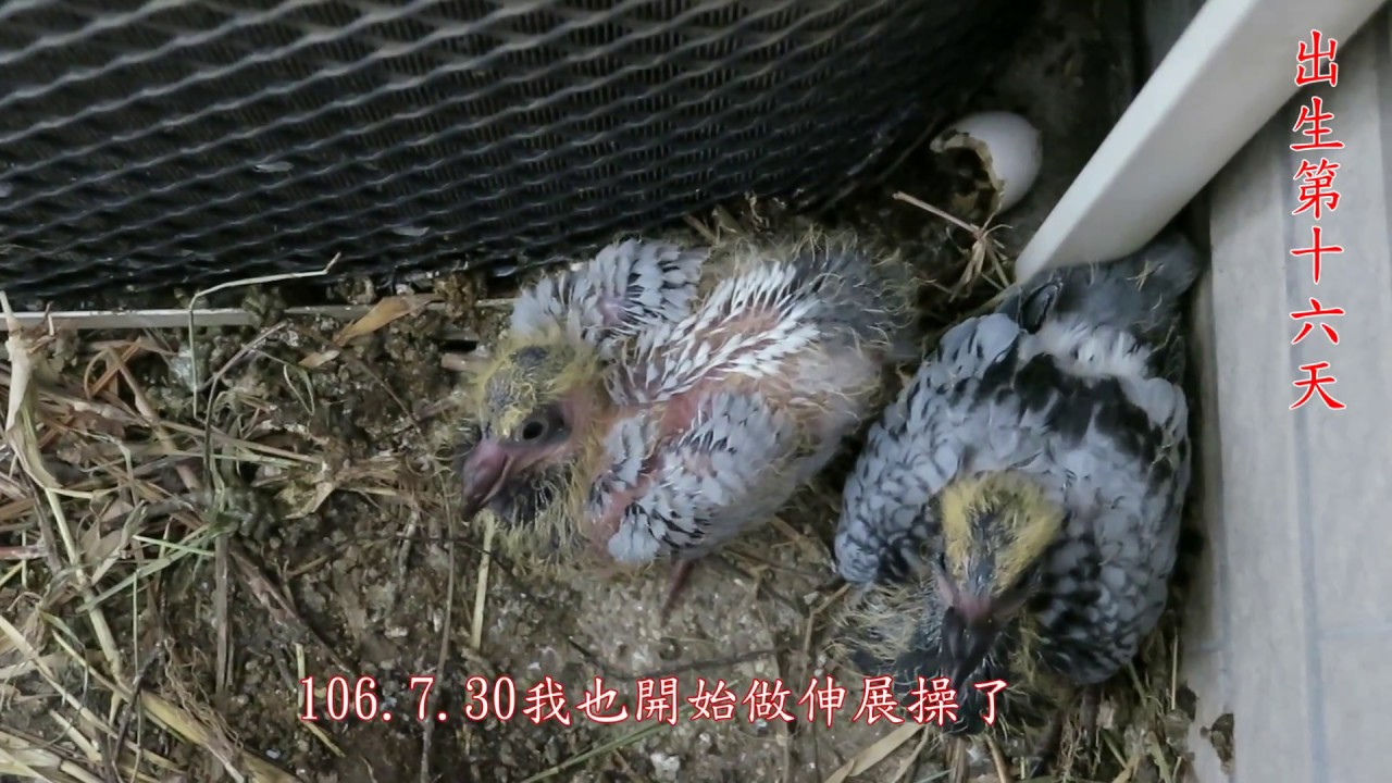 106.7.5- 8.28鴿子孵育成長紀錄