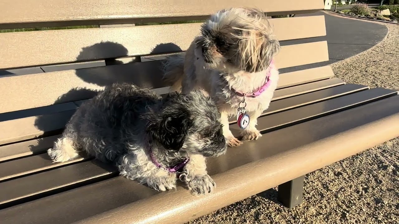 Our Pets - 2024 - Part 4