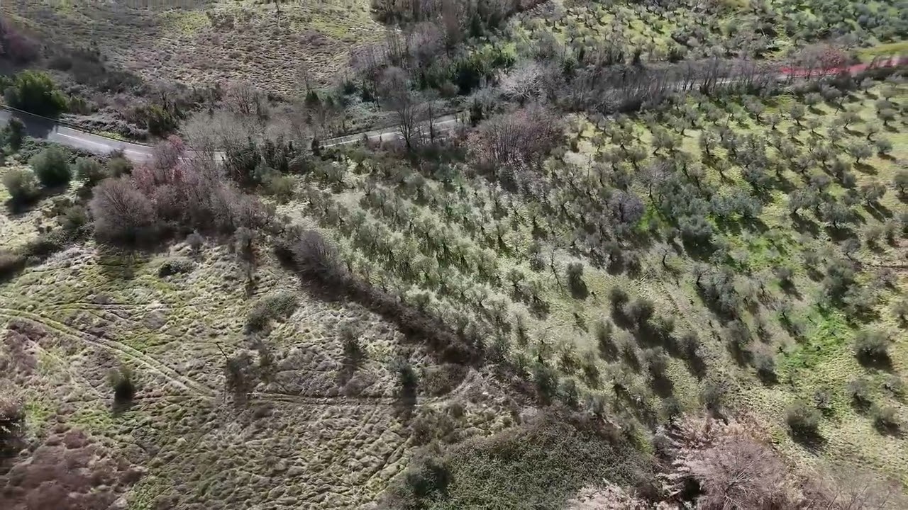 MONTENERO (RI): uliveto in produzione