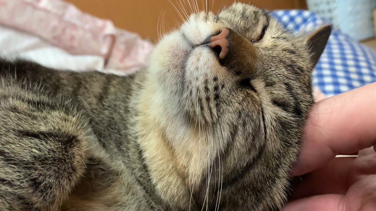 【猫】何か内服したのかと思われるくらいに寝ようとする準備が早い猫