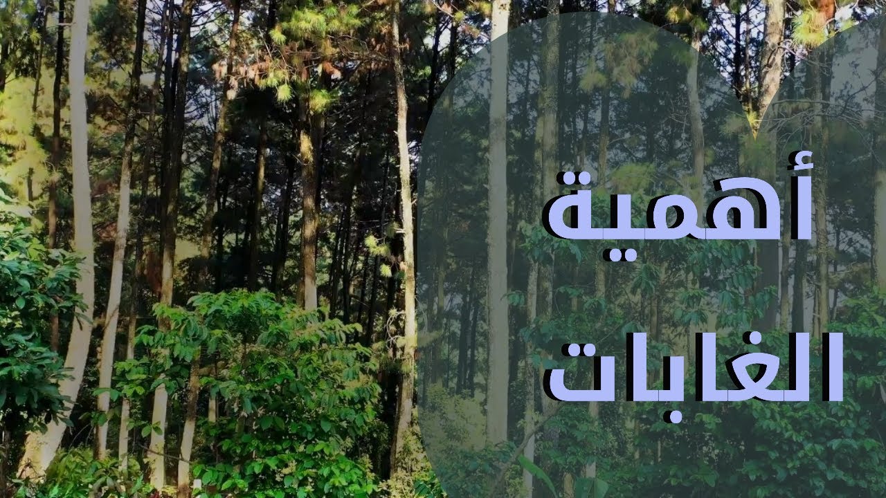 اهمية الغابات