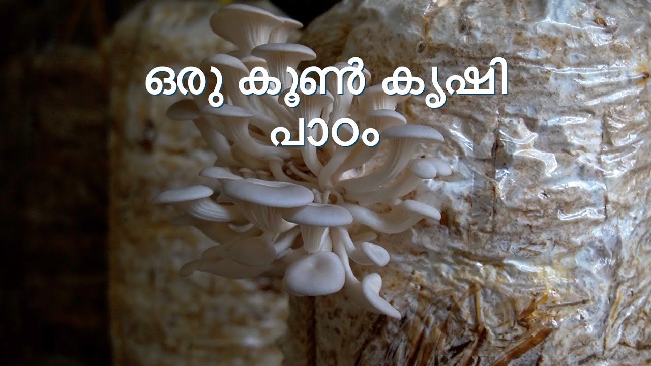 MUSHROOM CULTIVATION