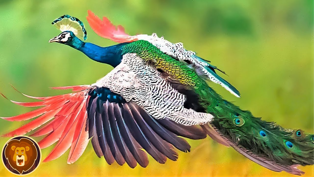 Los 10 Pavos Reales M&aacute;s Bonitos Del Mundo
