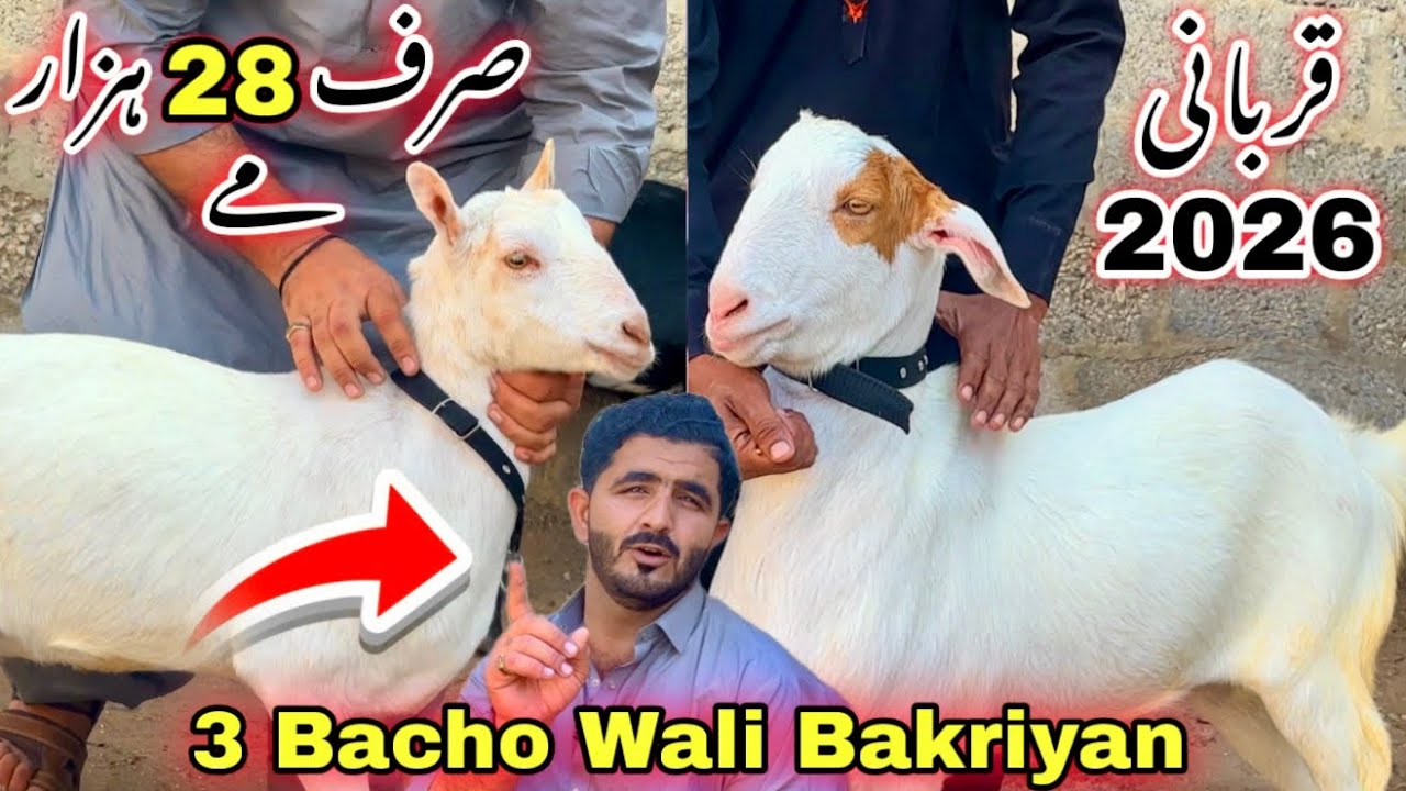 Karachi Ki Sasti Bakra Mandi 🚨 | Bacho wali Bakriyan & Qurbani Ka Bakay | Aslam Goat Farm 