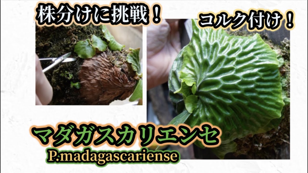 マダガスカリエンセ【マダガスカルのビカクシダ！】コルク付け・株分け！　〜かめぞー☆ちゃんねる　131クラッチ目〜
