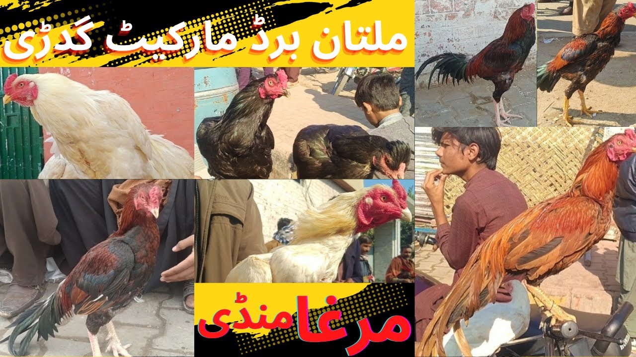 Multan birds market , aseel murga mandi