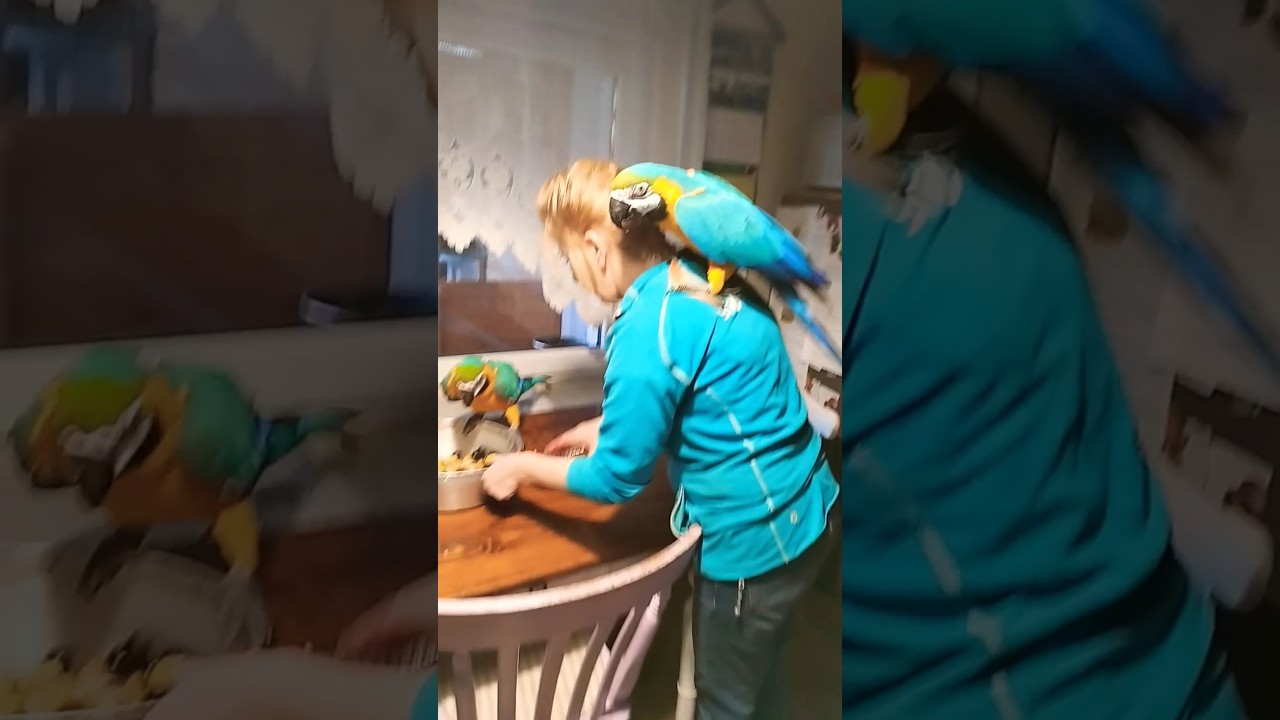 papuga ara ararauna macaw parrot Sisi