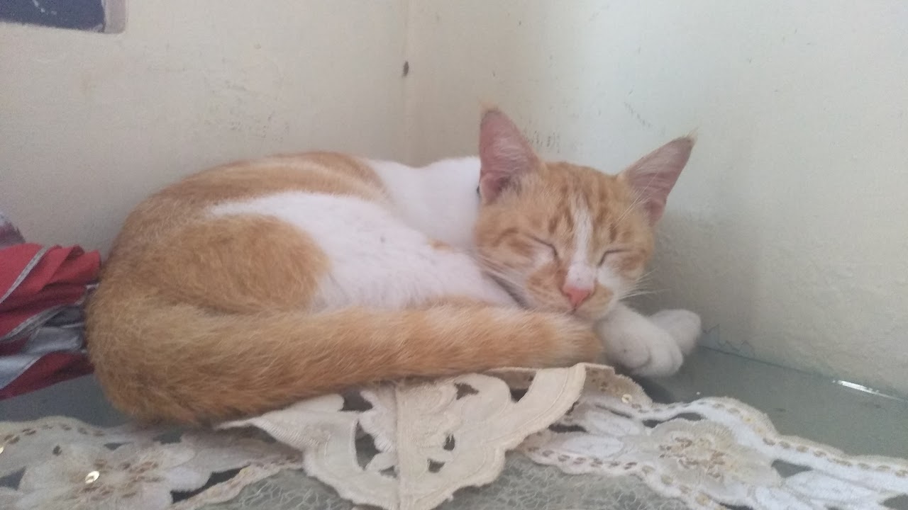 🔴 LIVE | Hadroh Basaudan | Istana Seggaf Ciganjur Jakarta Selatan | Minggu 25 Januari 2026