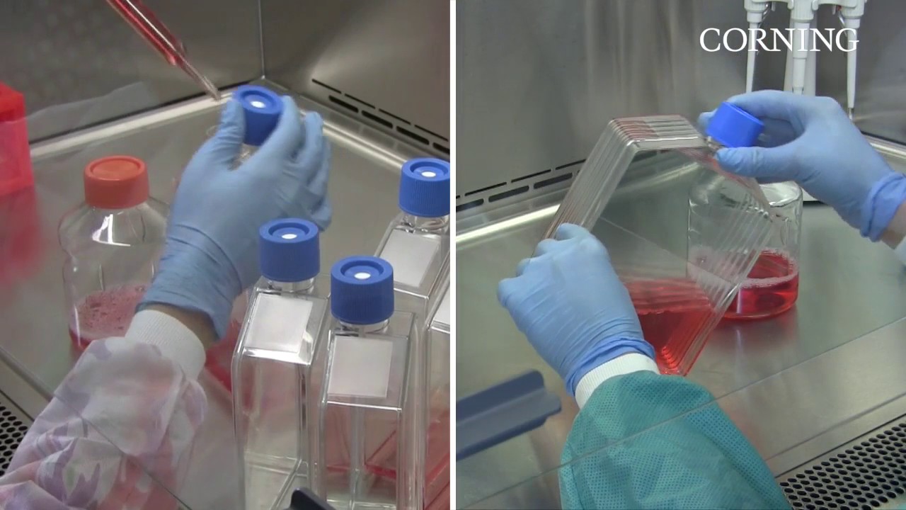 Falcon® Cell Culture Multi-Flask | Multiply your cell growth. Multiply your productivity.