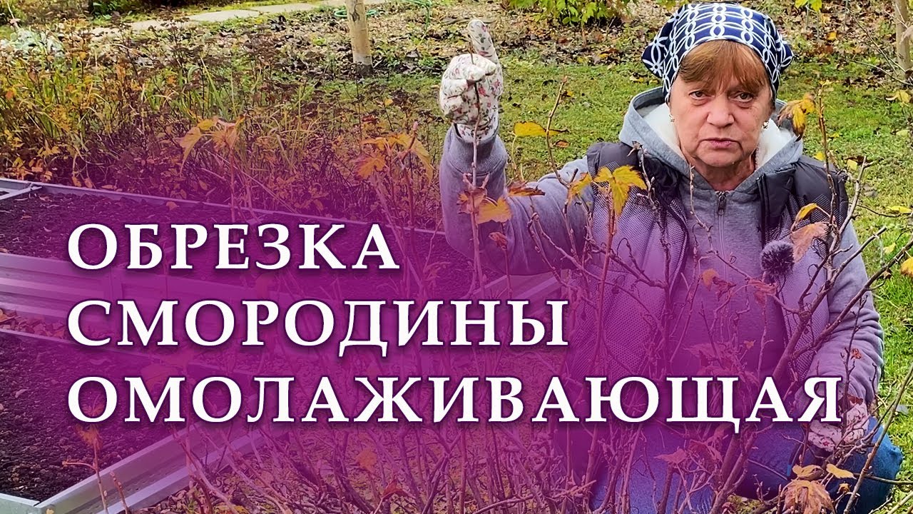 Обрезка черной смородины осенью. Омолаживающая обрезка.