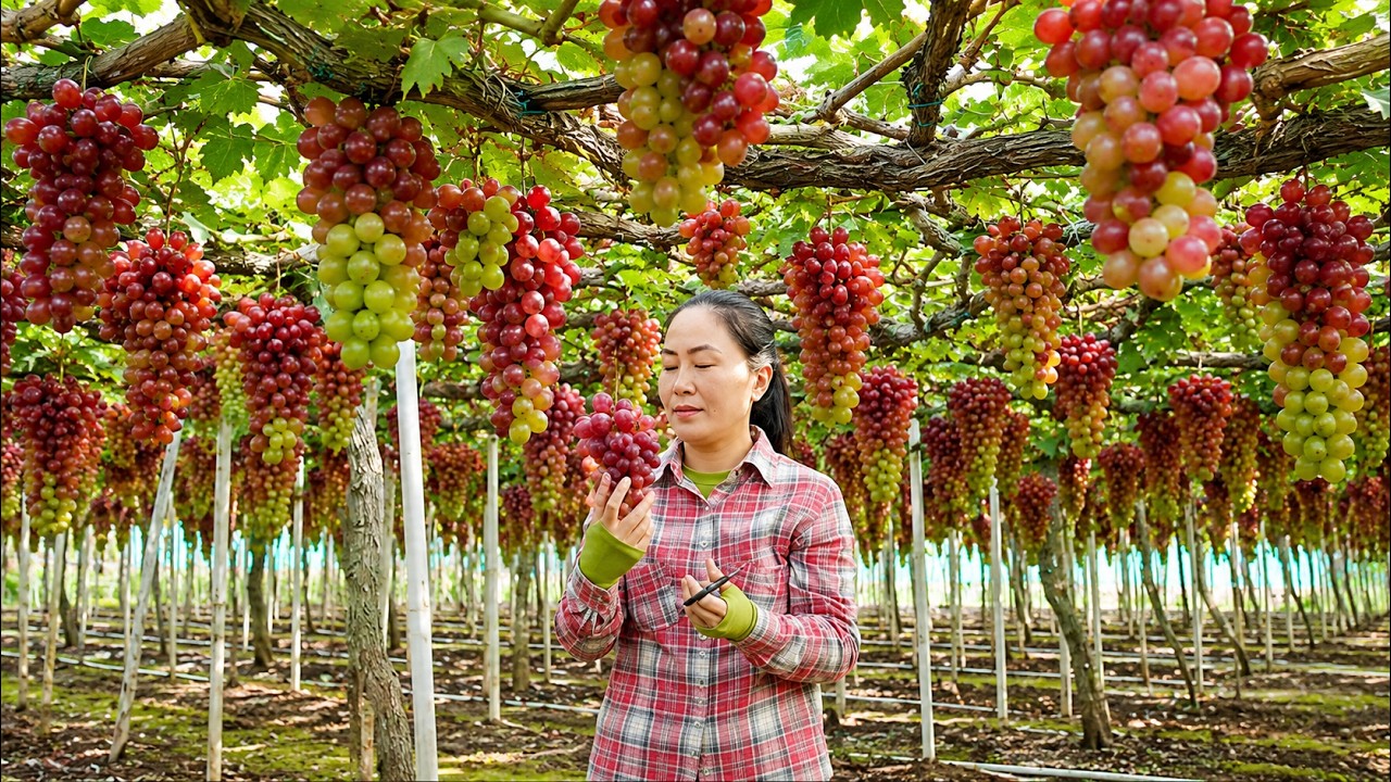 Harvesting Grapes From Garden 🍇 Going To Countryside Market To Sell Everything | Emma Dailylife