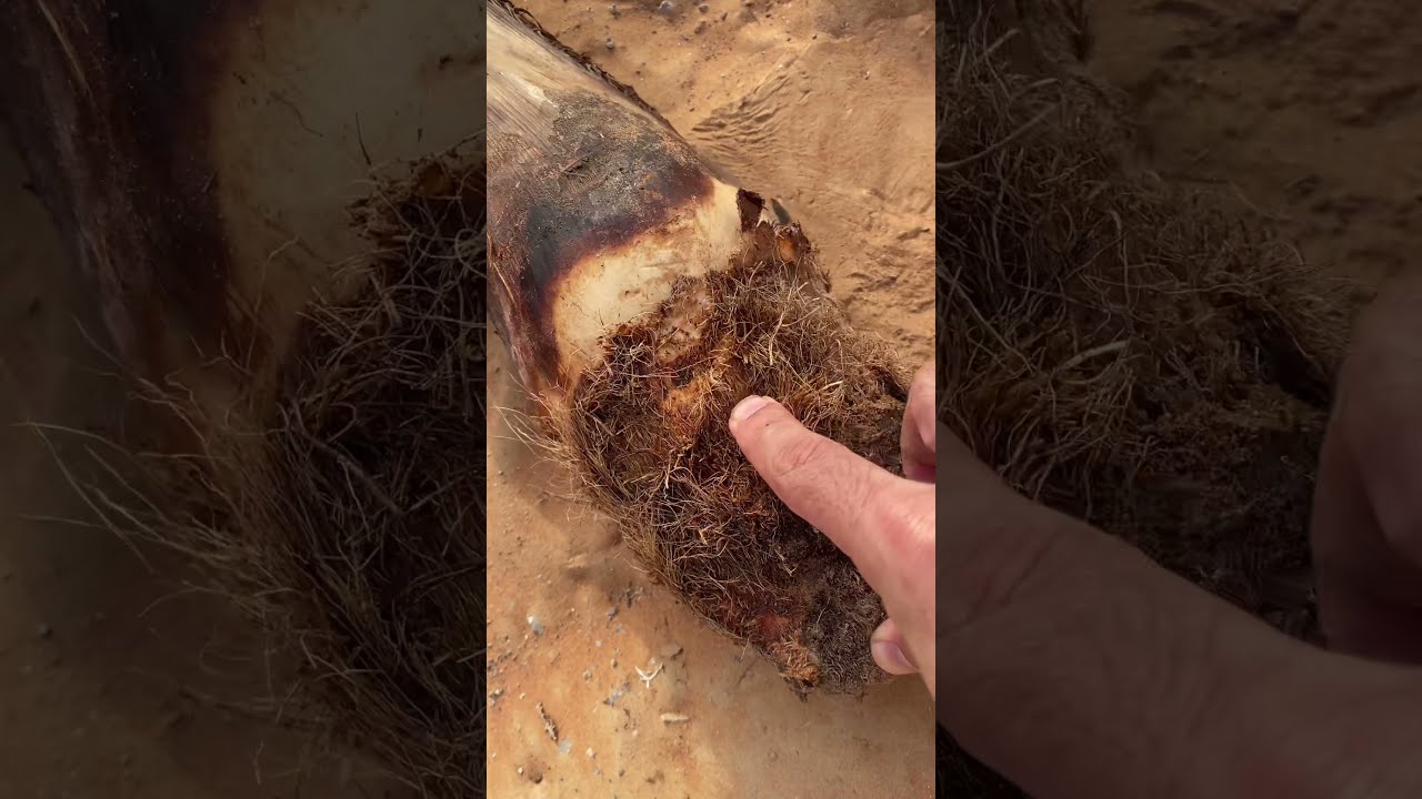 فحص وعلاج فسيله مصابة بسوسه النخيل