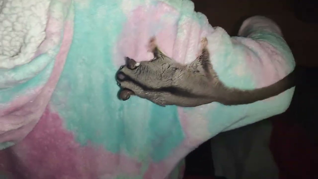 Тусовка під капюшаном.