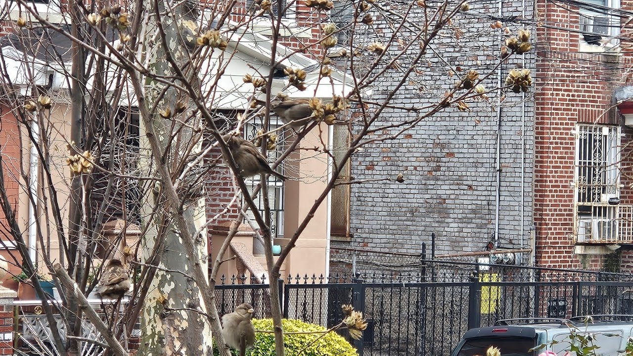 Chicken Foot Soup With Yam and Dumpling and Sweet Corn