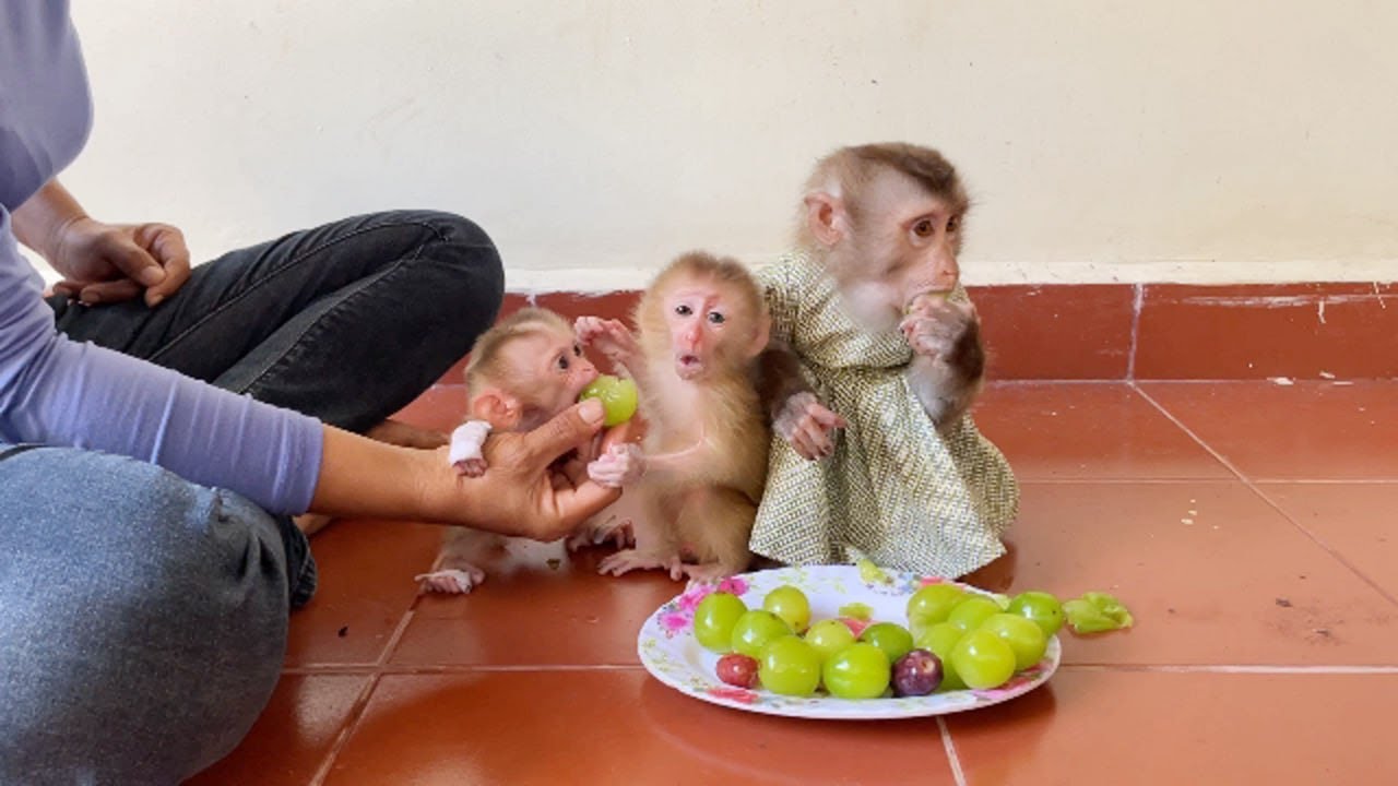 Twin Baby Monkey Happily To Enjoyed Eating Mixed Fruits With Linda
