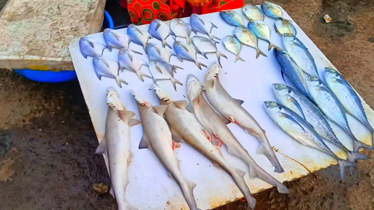 AAJ HAM GAYE FISH MARKET 🐠🐟🦈