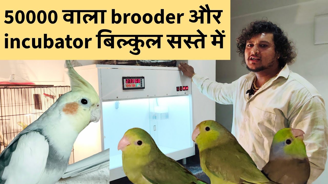 Incubator and Brooder For Bird Chicks | Sasta Bhi Achha Bhi | Raghu Maina Exotics Nashik