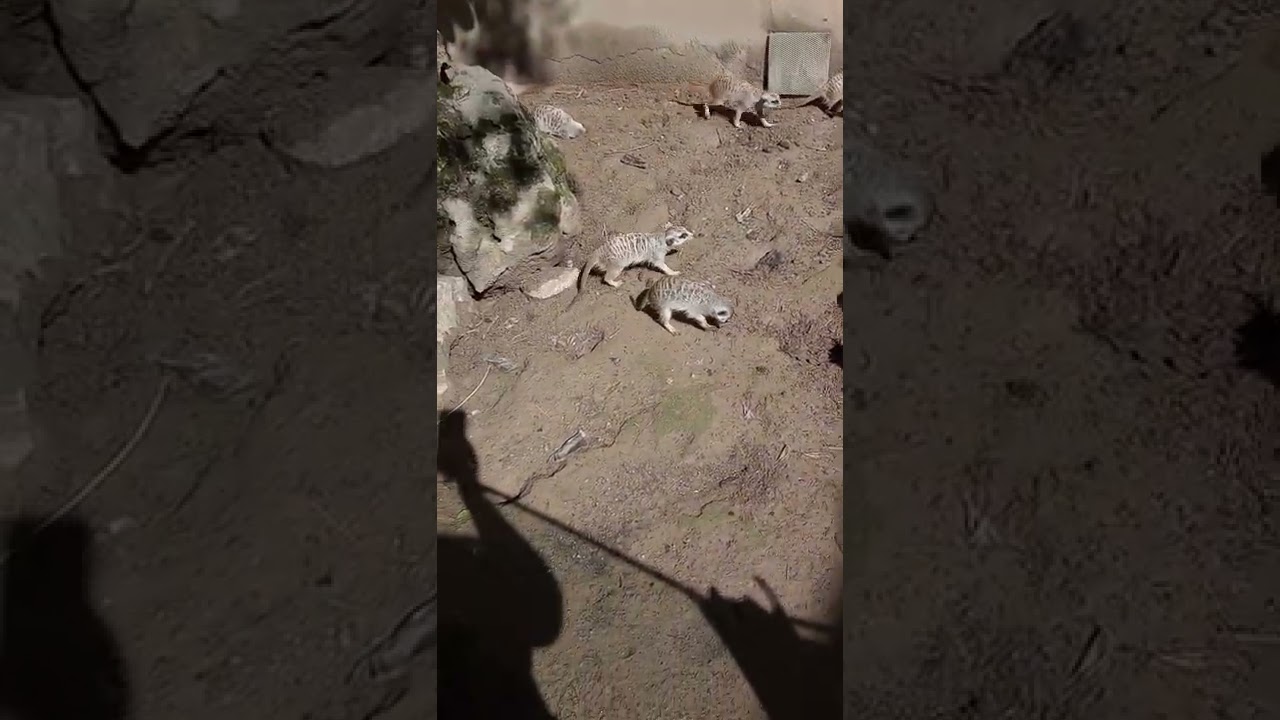 surikaty Bojnice ZOO