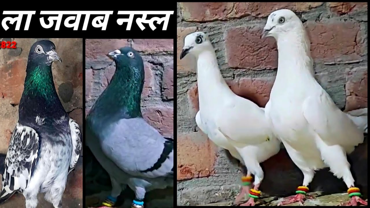 Kaldume Kabootar ! Golden Kabootar ! Rampuri Kabootar ! Arshad idrisi Pigeon Lover