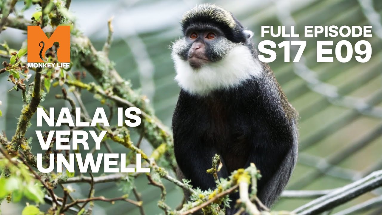 Nala's State Is Deteriorating | Season 17 Episode 9 | Full Episode | Monkey Life