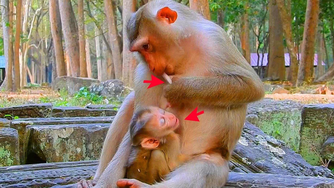 Newborn Lucan get mad coz mother interfere his breastfeeding, He request mom stop interrupt him milk