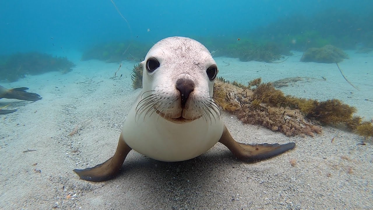 Australian sea lions - snorkelling