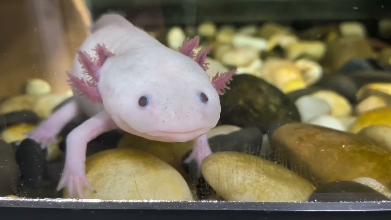 Meet Roxanne the axolotl!
