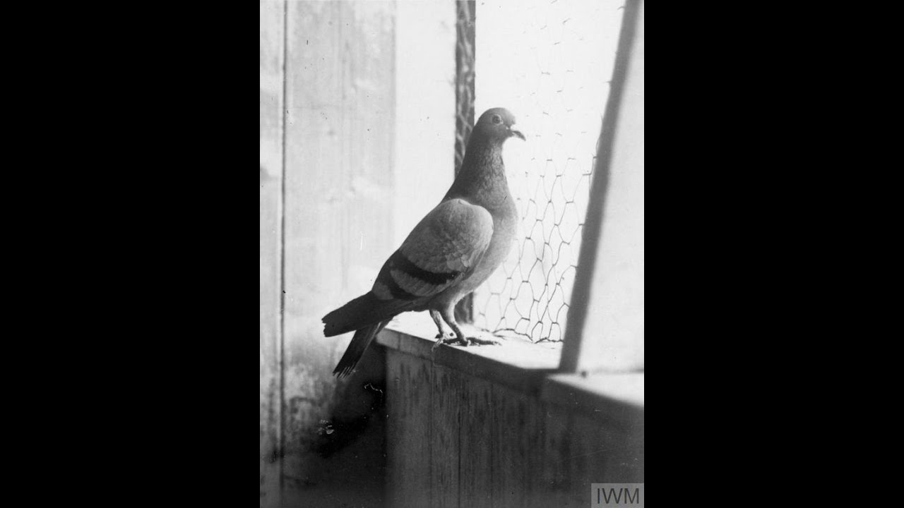 Ask A Librarian: Pigeon messengers of World War I