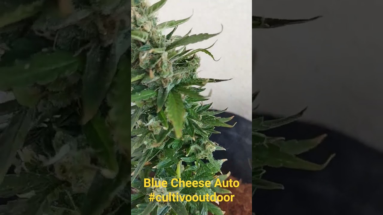 #plantarpranaocomprar #canabis_sativa #cultivoorganico #growchannel #growerbr