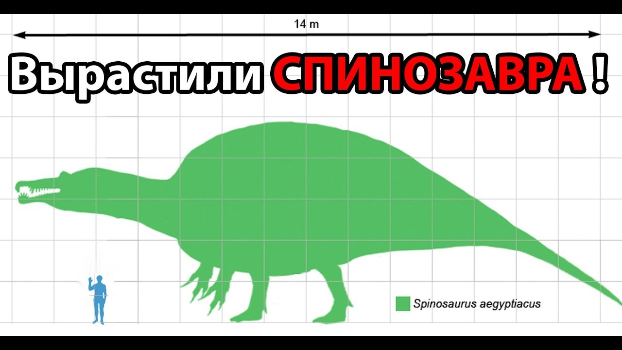 Вырастили СПИНОЗАВРА ! ( The Isle )