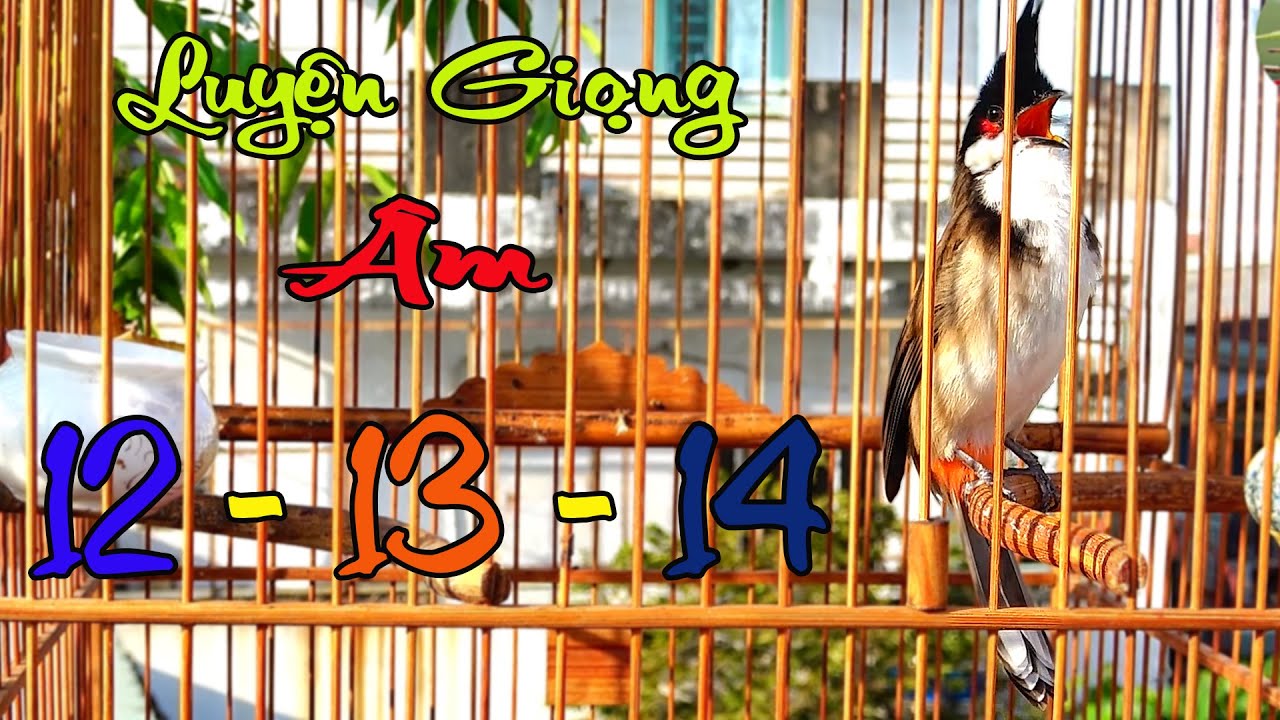 Chào mào Tây Nguyên Hót giọng rừng âm 12-13-14 cực xoắn/Ép má trắng học giọng hiệu quả.01