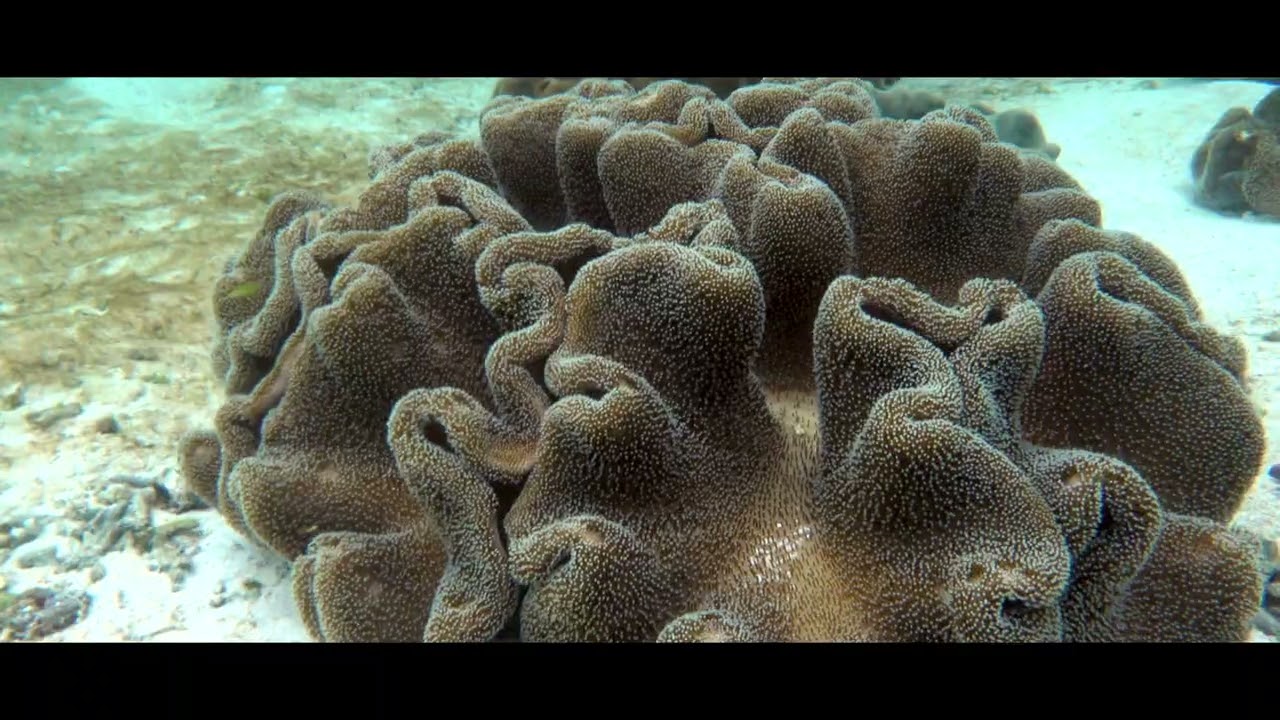 08. RAJA AMPAT  