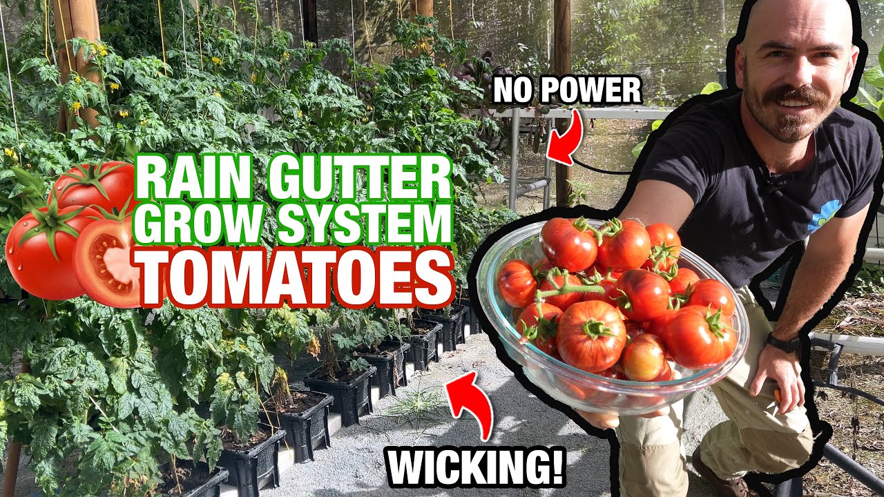 How to Grow Hydroponic Tomatoes in a Rain Gutter Grow System