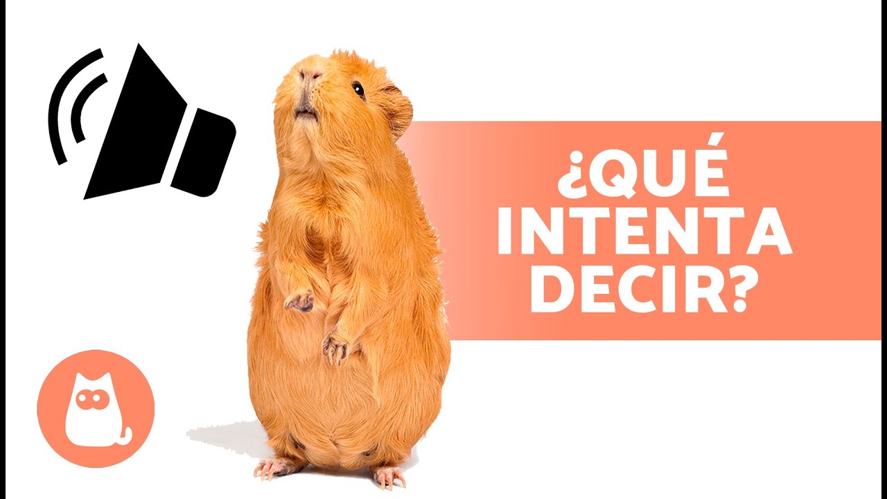 SONIDOS de las COBAYAS y su SIGNIFICADO 🐹 &iquest;Qu&eacute; intenta decirte tu CUY?