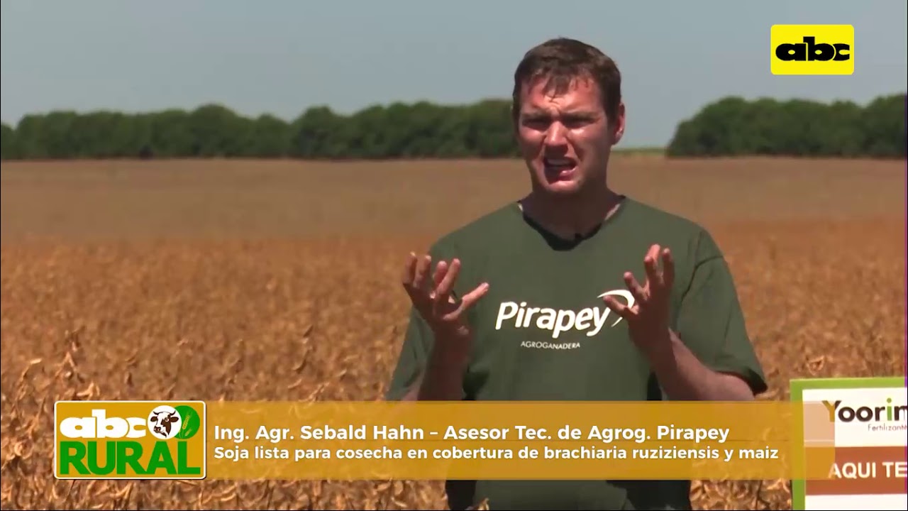 ABC Rural: Cobertura de brachiaria ruziziensis con maíz, y su resultado en la soja