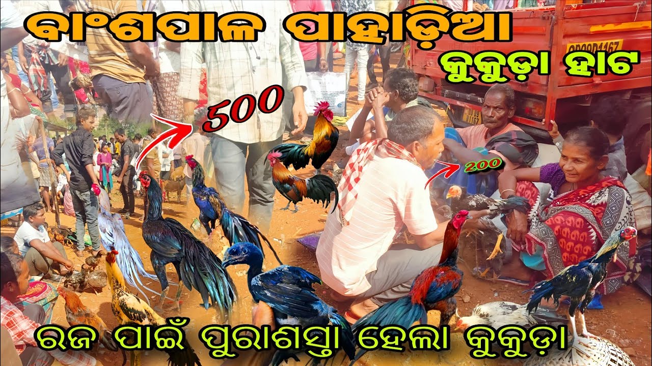 ବାଂଶପାଳ ପାହାଡ଼ିଆ କୁକୁଡ଼ା ହାଟ❓Aseel parrot parrot #aseel #viral #parrot
