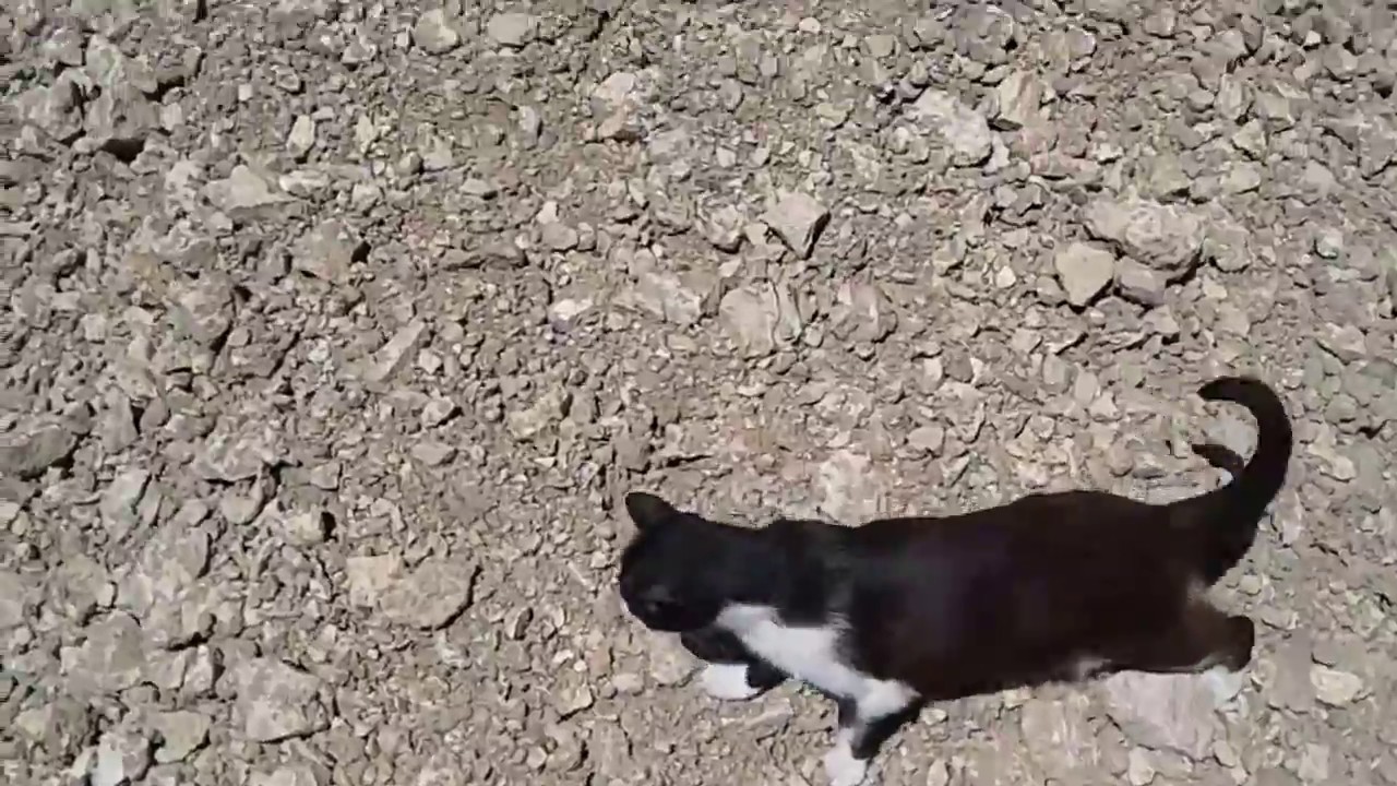 Su e gi&ugrave;  per cumuli di ghiaione assieme a Kitty