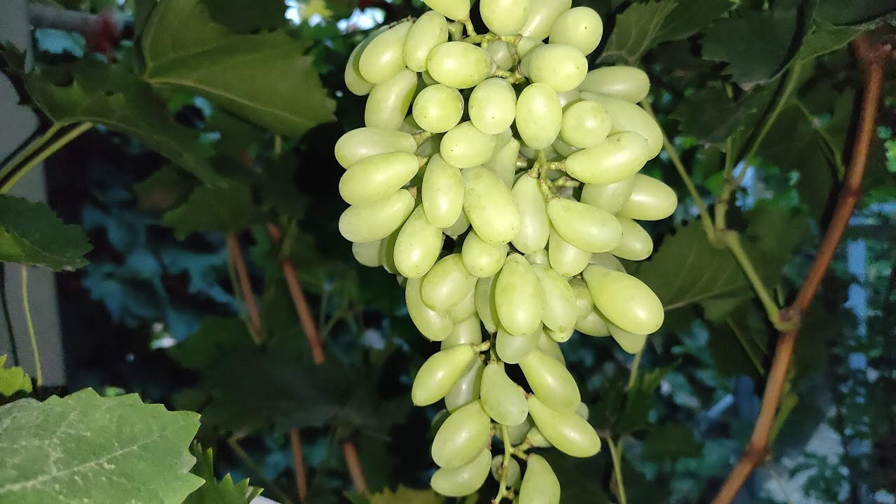 ОДНА ИЗ САМЫХ ЭФФЕКТНЫХ НОВИНОК НА МОËМ ВИНОГРАДНИКЕ!!!🍇🍇🍇 WhatsApp и Viber +79528500417.