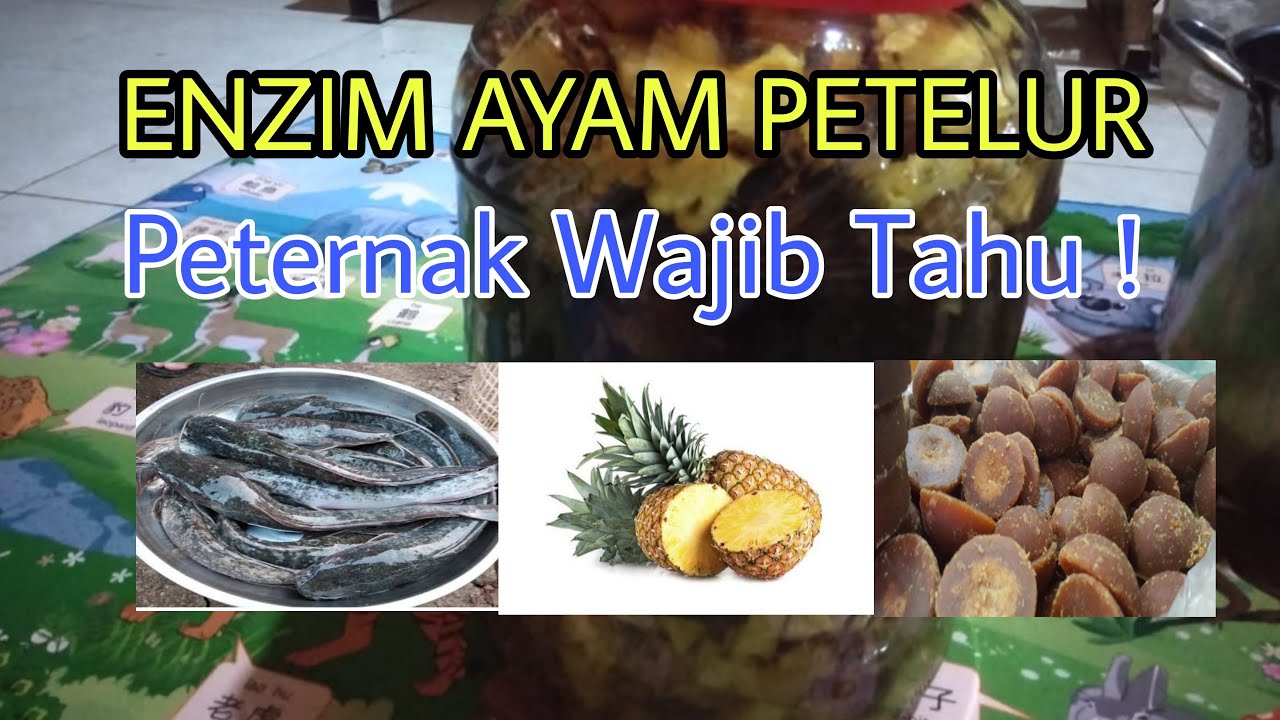 CARA MEMBUAT ENZIM AYAM PETELUR || PETERNAK WAJIB TAHU