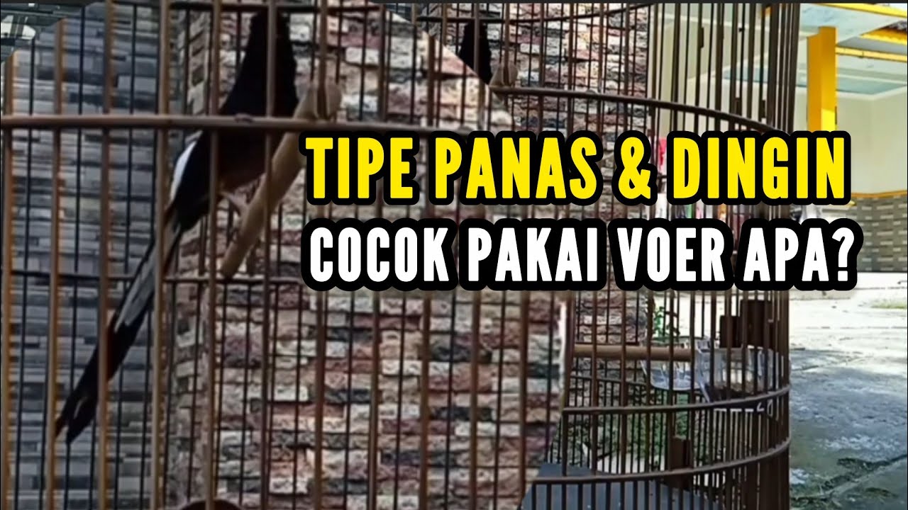 Untuk Tipe Panas & Dingin, Cocok Pakai Voer Apa? || Bengkel Murai Batu