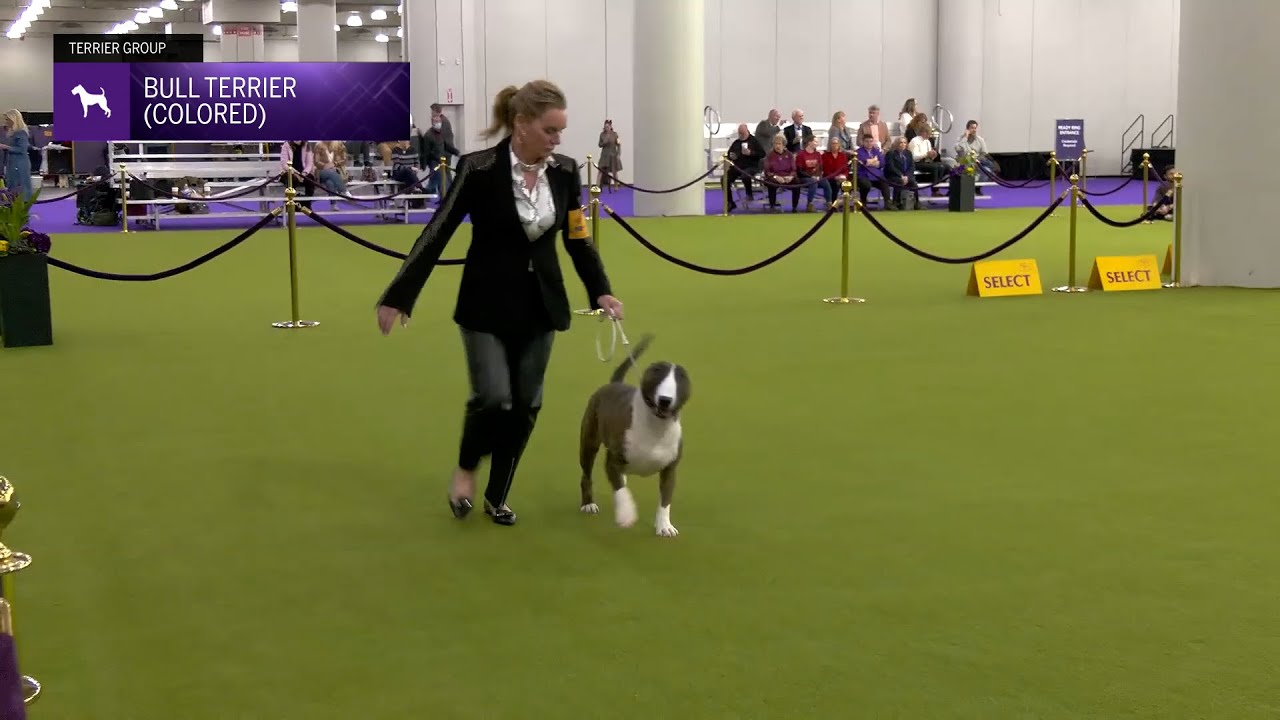 Bull Terriers (Colored) | Breed Judging 2025