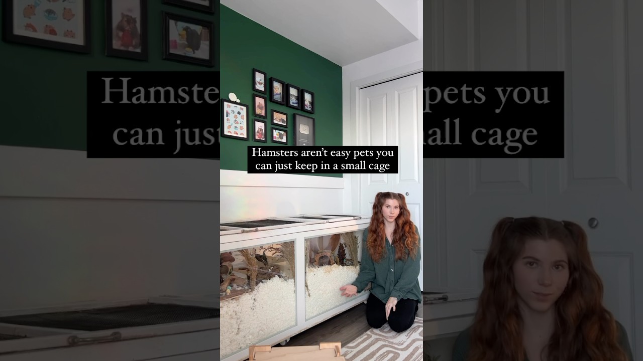 &ldquo;It&rsquo;s going to die in a year&rdquo; #hamsters #hamstercare #pets